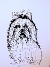 Maltese Puppy Dog Pen Drawing