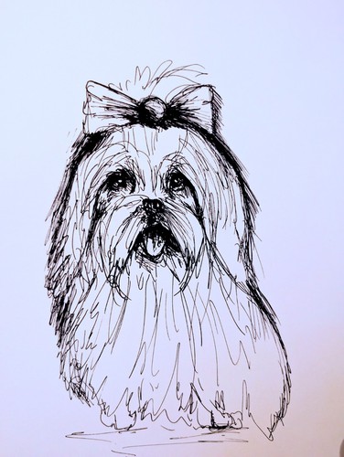 Maltese puppy dog pen drawing - dog,