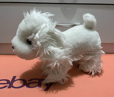 White Fluffy Messy Maltese