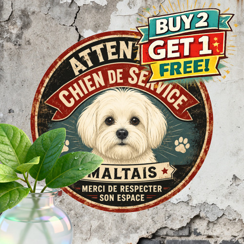Cute maltese puppy - cute, breed