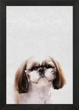 Cute Pet Puppy Dog Maltese