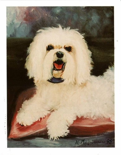 Maltese pup pet - pup,