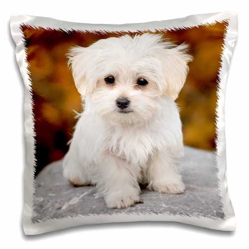 Rose maltese cute little - 3d,