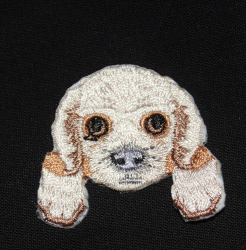 Maltese puppy dog breed - dog,