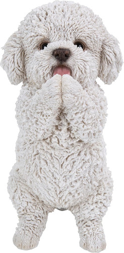 Playing maltese puppy - playing,