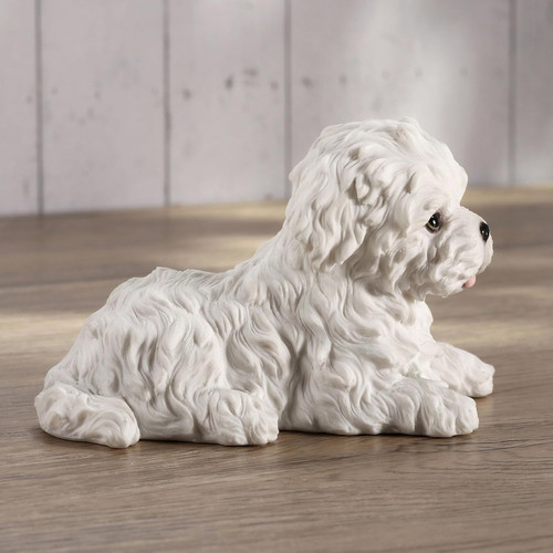 Maltese white terrier - maltese, puppy
