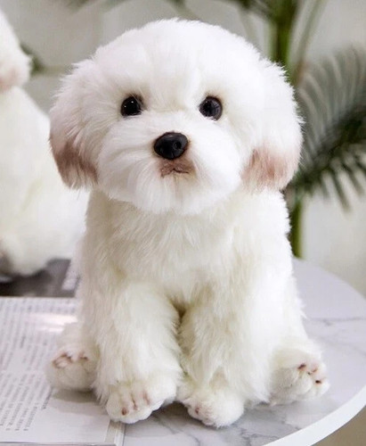 Maltese bichon frise - bichon,