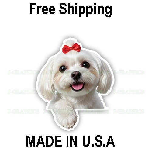 Peeking maltese vinyl - vinyl, decal