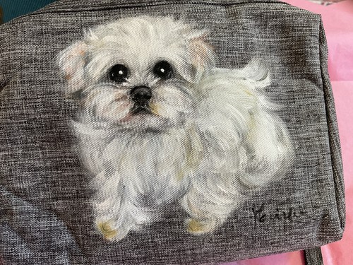 Maltese puppy super adorable - maltese,