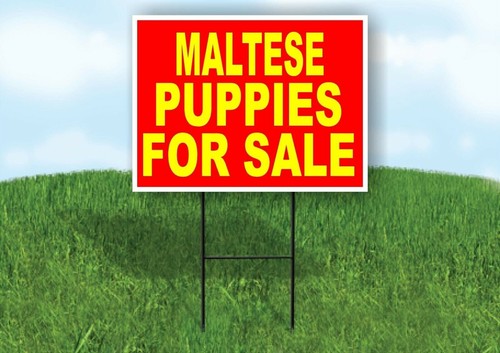 Maltese puppies for sale - maltese,