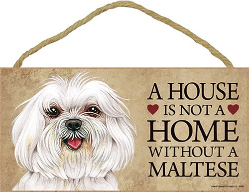 Maltese house not home - a,