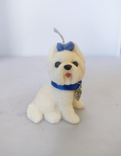 Cute little maltese puppy - cute,