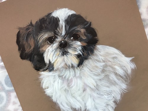 Shih tzu puppy original - puppy,
