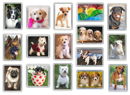 Dog fridge magnets pug staffy - fridge,