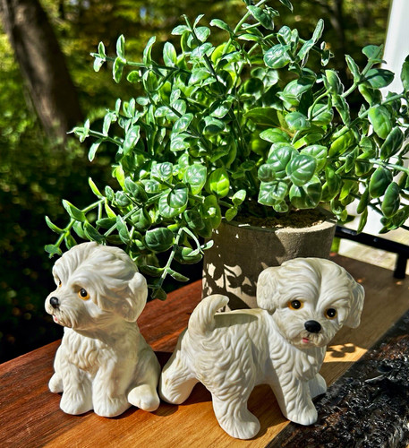 White maltese homco - white,