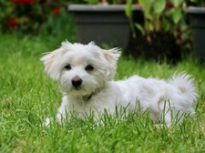 Pet Maltese Puppy Dog Laying