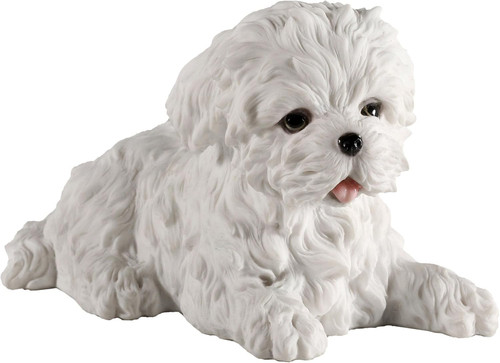 Maltese white terrier - terrier, puppy