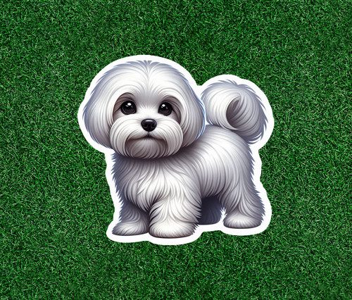 Cute maltese dog - cute,