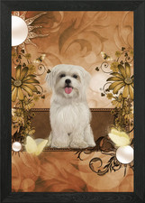 Cute maltese puppy Framed Wall