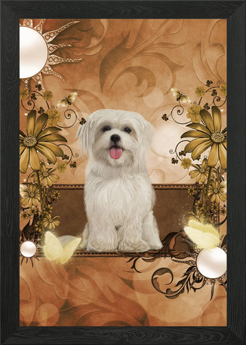 Cute maltese puppy - , framed