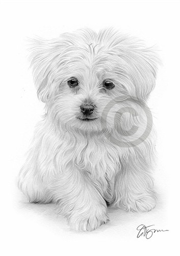 Portrait maltese puppy - of,