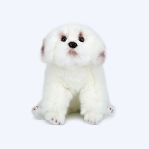 Maltese bichon frise - bichon,