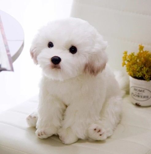 Maltese bichon frise puppy dog - puppy,