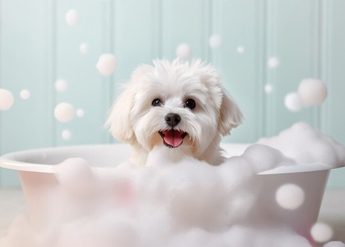 Maltese dog pup bath - maltese,