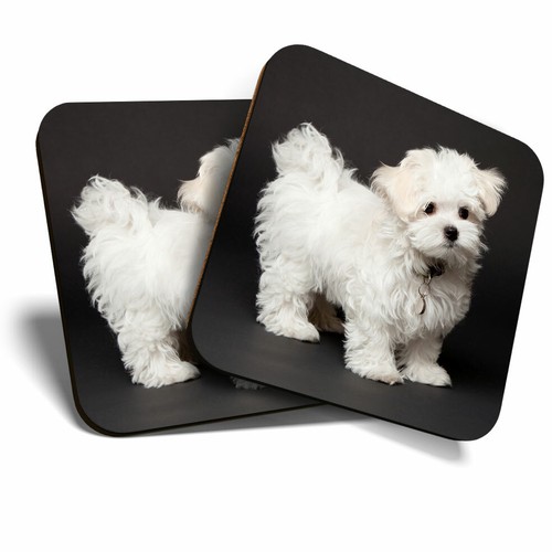 Coasters maltese puppy - 2,