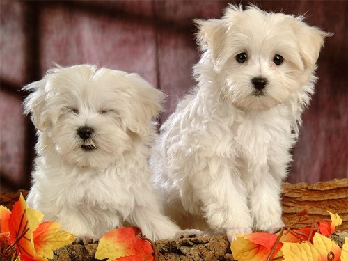 Cute maltese puppies glossy - cute,