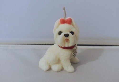 Cute little maltese puppy - cute,