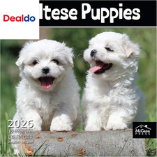 Maltese Puppies 2026 Wall