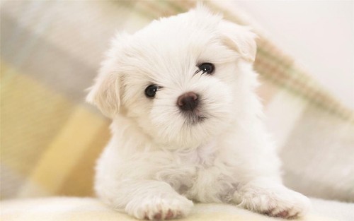Cute maltese puppy - maltese,