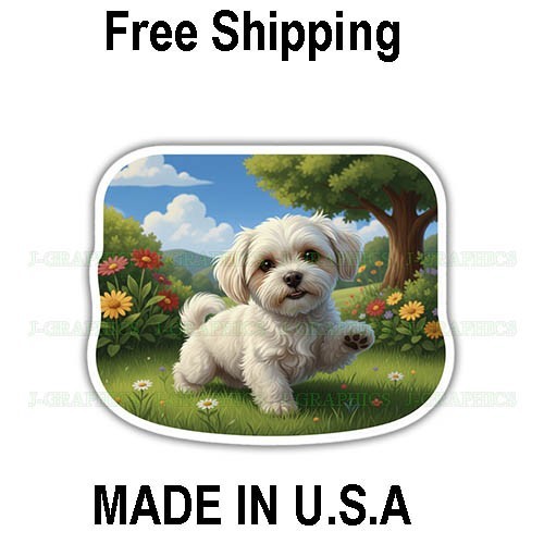 Maltese dog grass - dog, playful