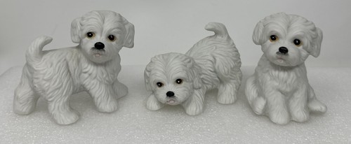 White maltese puppies - puppies, x3