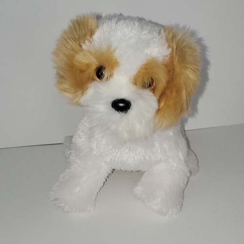 Maltipoo maltese puppy - ty,