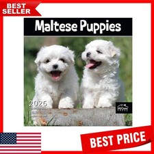 Elegant 2026 Maltese Puppies