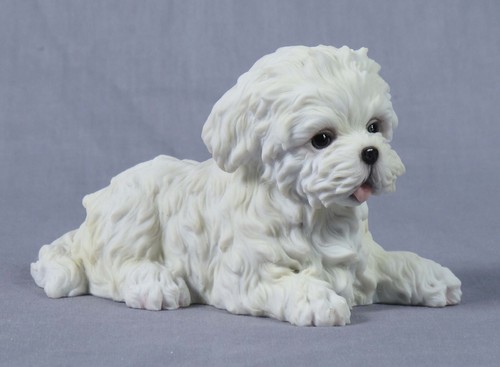 Cute adorable maltese puppy - maltese,