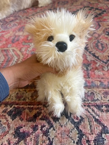 Douglas marley maltese dog - maltese,