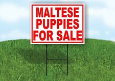 Maltese PUPPIES FOR SALE RED