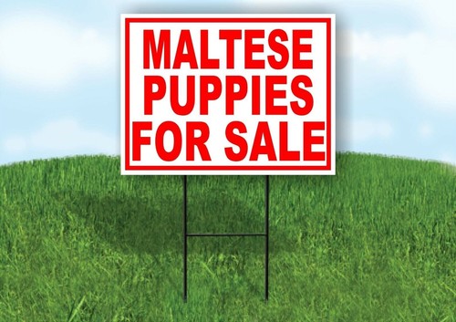 Maltese puppies for sale - puppies,
